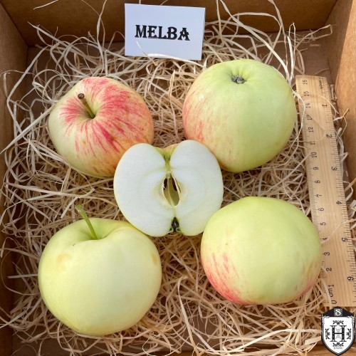 Malus domestica 'Melba' - Õunapuu 'Melba' C6/6L